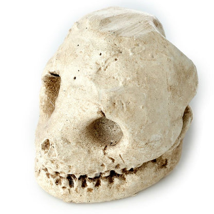 Gothic Gifts Dig It Out Kit Skull - QHA UK